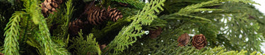 Norfolk Pine Collection