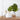 Fan palms grouped together in a white ceramic vase.