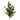 Realistic cedar spray branch with variations of green.