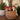 Set of three ceramic mushroom plant stakes in red, orange and white, at the base of a tropical tree setting inside of a rattan basket.