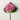 Fresh cut vivid fuchsia coloured faux hydrangea stem with green leaves, laying on a neutral flat surface.