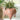 Ceramic flying pig (backside) hanging planter for succulents and air plants – whimsical home decor.