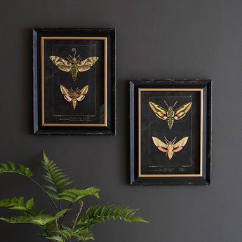 Framed Moth Prints Under Glass