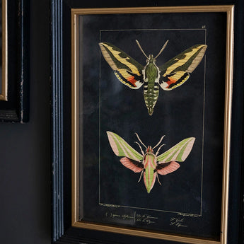Framed Moth Prints Under Glass