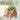 Ceramic flying pig hanging planter for succulents and air plants – whimsical home decor.