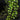 Artificial Angel Hoya plant with glossy green trailing leaves, set against a dark background.