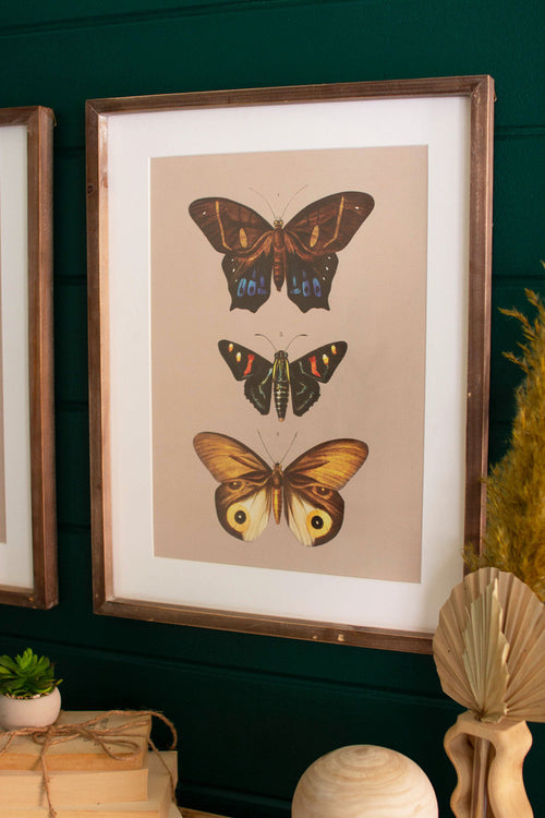 Framed Butterfly Prints Under Glass