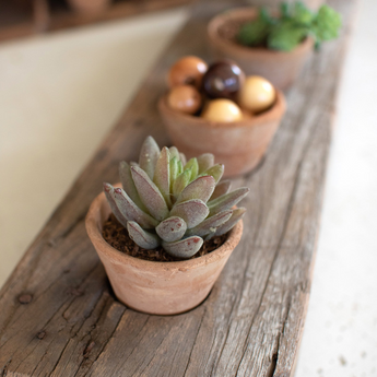 Wooden Base with Clay Succulent Pots