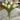 12" Fresh Touch Tulip Bundle - White