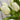 12" Fresh Touch Tulip Bundle - White