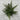 Fern plant against a light gray brick wall