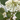 Close-up of white hydrangea flowers with green leaves on a blurred background