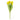 Bouquet of yellow tulips on a white background