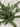Artificial greenery on a textured white surface