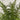 Green spray against a light gray brick wall
