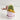 Set of 3 Curious Cat Plant Sticks displayed in a whimsical pot containing a cactus. 