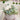 The white curious cat plant stick nestled into a pot containing succulents. 