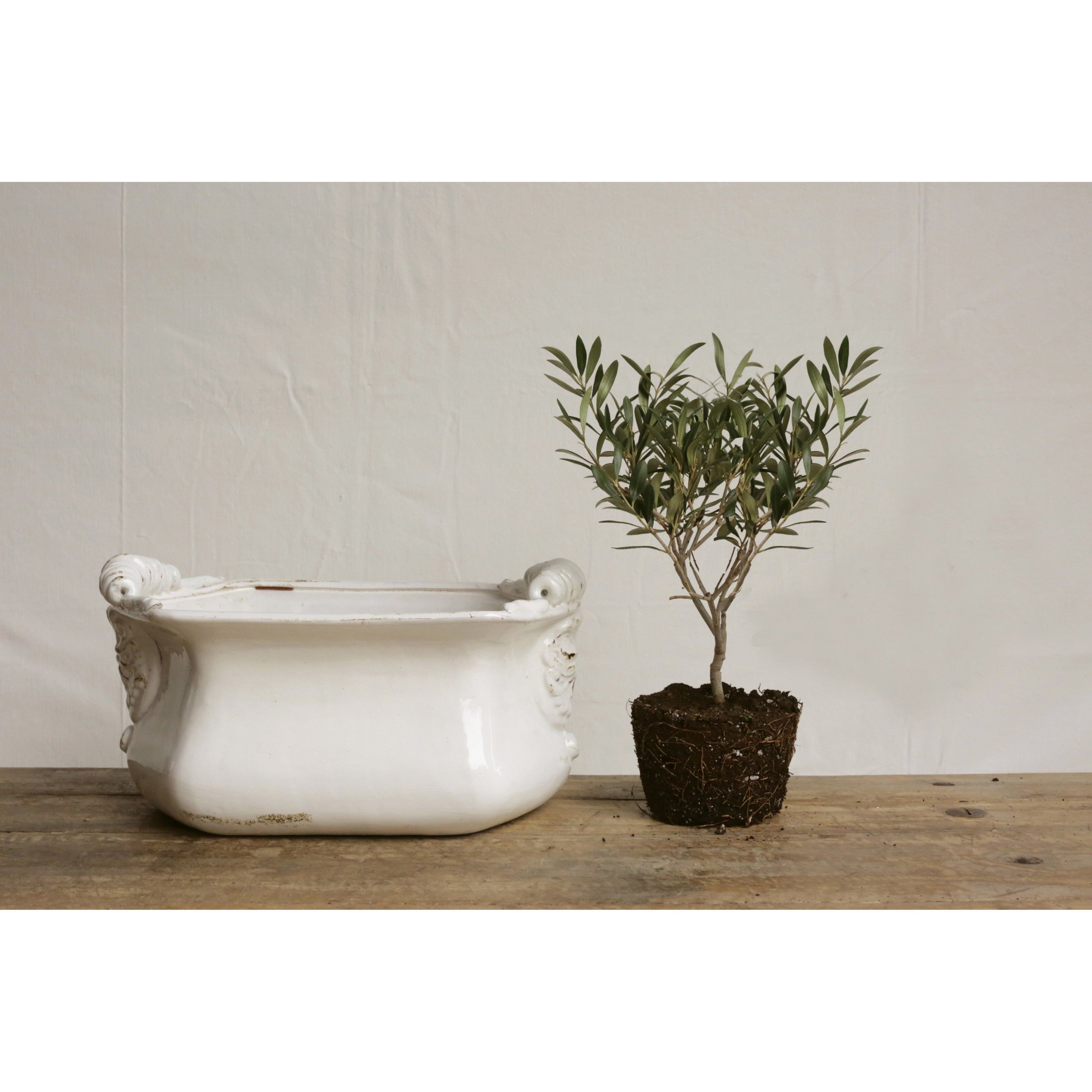 Vintage Inspired Cachepot on tabletop next to an olive branch tree. 