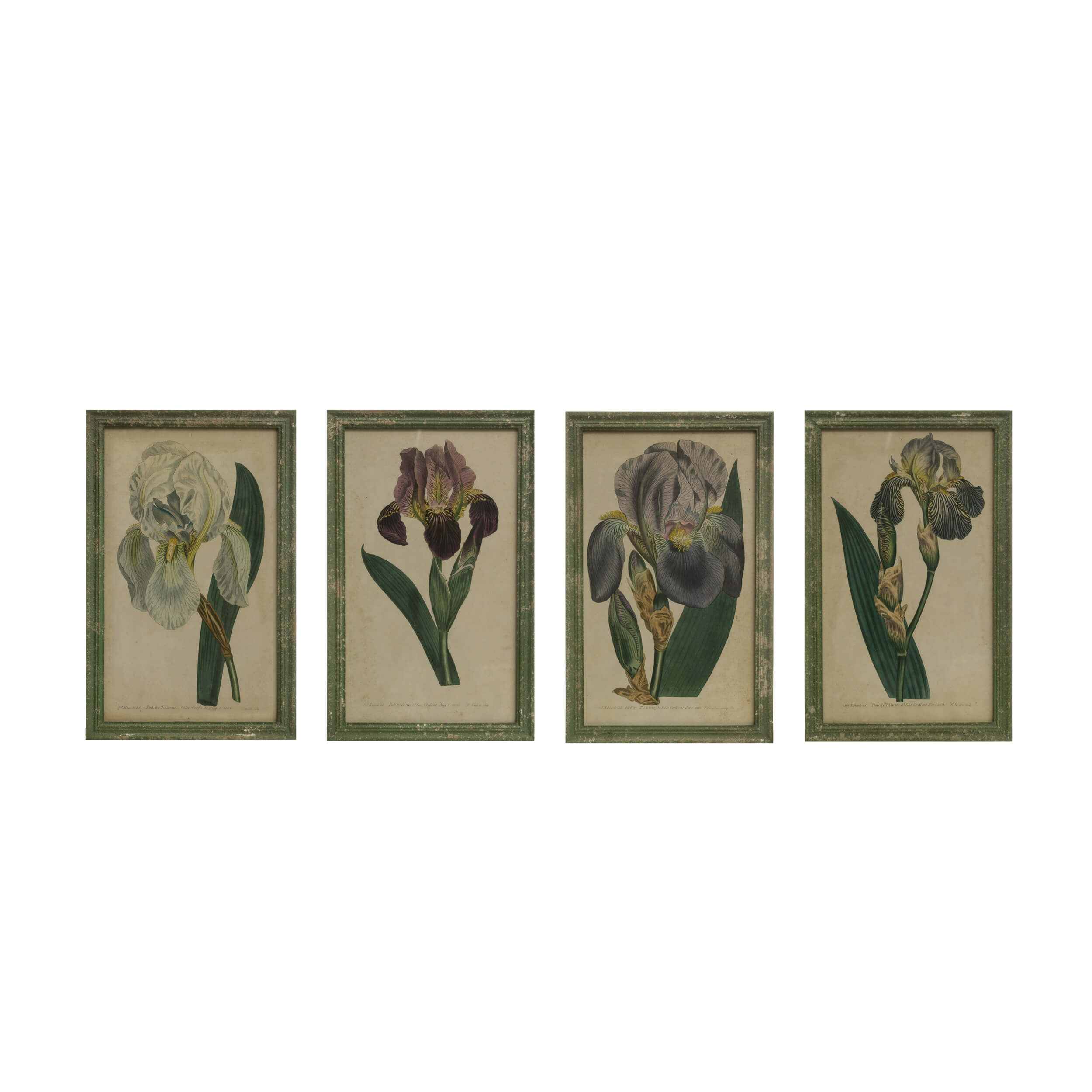 Distressed green wood framed prints of vintage inspired iris in bloom. 