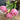 A bouquet of pink tulips laying on a wooden surface.