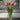 A bouquet of pink tulips in a clear vase.