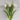 A bouquet of white tulips laying on a flat neutral surface. 
