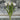 White tulips in a clear vase on a blurred background