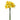Bouquet of yellow daffodils on a white background