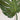 Close-up of a large green leaf on a light background