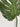 Close-up of a large green leaf on a light background