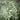 Close-up of feathery faux rosemary spray with soft sage green leaves and velvety texture, displayed on a neutral background.