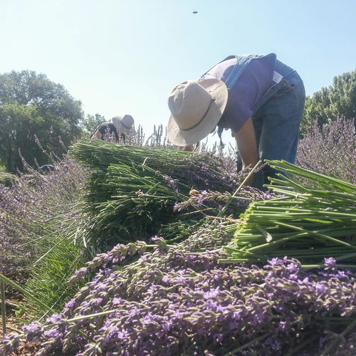 Farmers work in Los Poblanos lavender fields harvesting organic lavender. 