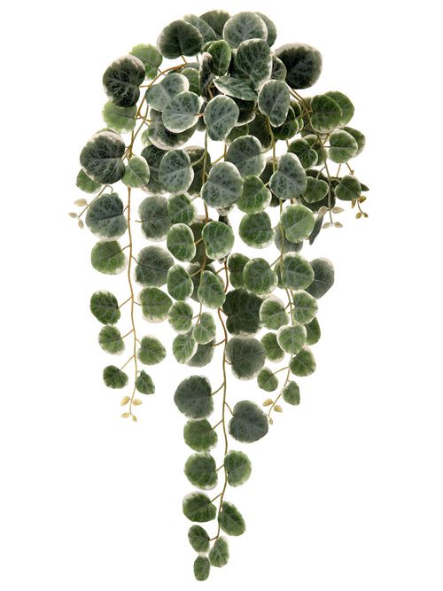 Hanging Frosted Creeping Charlie Bush
