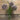 Bouquet of purple flowers with green stems on a wooden background