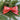 Red ribbon ornament with 'Merry and Bright' text on a Christmas tree.