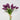 Bouquet of purple tulips tied with a string on a light gray background