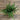 A green artificial pine or fir tree branch wreath decoration displayed on a rustic brown wooden plank background.