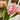 Pink tulips on a white chair with a wooden floor background