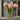 Pink tulips in a clear vase on a blurred background