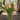 Bouquet of pink tulips in a clear vase on a wooden surface with a blurred natural background
