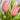 Two pink tulips with green leaves on a light gray background
