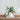 Potted plant in a Santa Claus pot on a wooden surface with a light gray background.