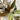 Artificial faux green plant with realistic brown and yellow variegated leaves, shown against a white brick wall background.