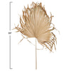 Dried Palm Fan - Natural