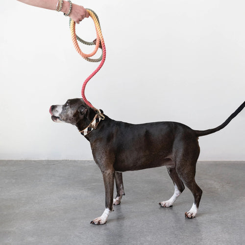 Visual of the braided multicolor dog leash leading a black rescue dog.  Adopt, don't shop!
