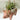 Ceramic Hanging Flying Pig Planter carrying air plants