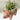 Ceramic pig hanging planter for succulents and air plants.