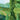 Illustration of a lush green forest with a road and hills in the background.
