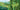 Illustration of a lush green forest with a road and hills in the background.