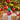 Miracle-Gro for Christmas Trees bottle on a gift box with a decorated Christmas tree in the background